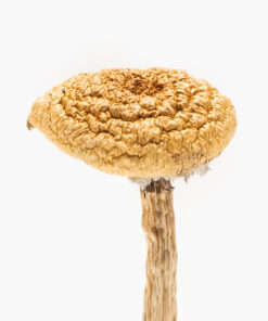 Buy Burmese Blue Dream Magic Mushrooms in New Zealand