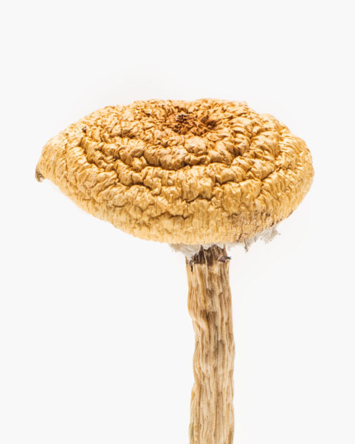 Buy Burmese Blue Dream Magic Mushrooms in New Zealand