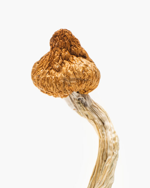 Buy Magic Mushrooms in New Zealand